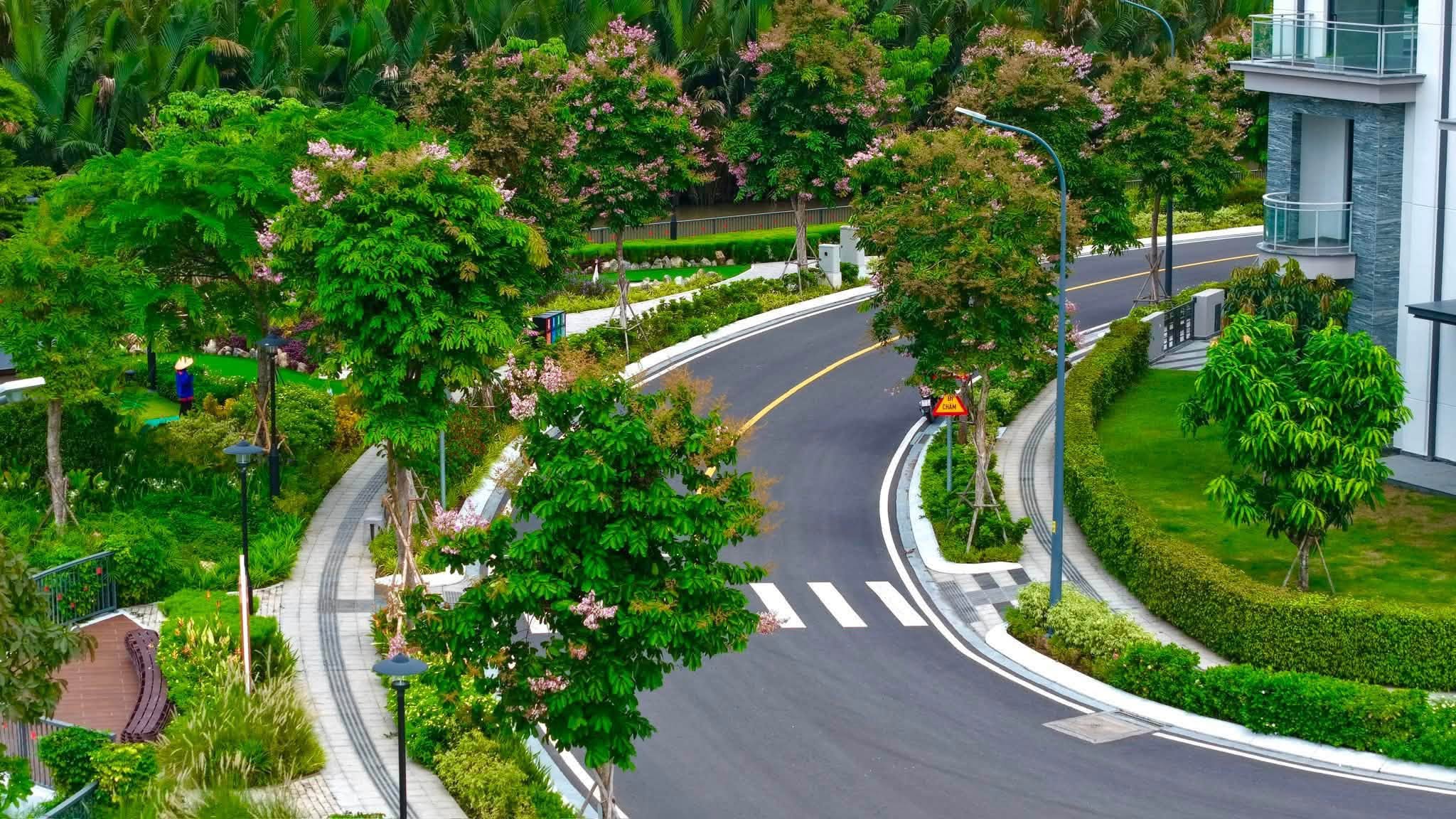 Cận cảnh vỉa hè lát đá cao cấp và dải hoa bằng lăng rợp bóng mát trong khuôn viên